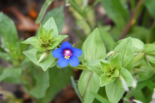 Lysimachia monelli in Volubilis, Marokko