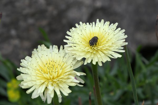 Oxythrea funesta op Urospermum dalechampii? in Volubilis, Marokko