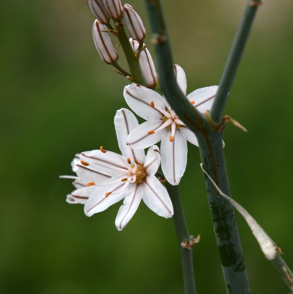 Asphodelus (fistulosus of albus) in Volubilis, Marokko