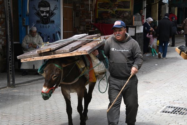 Ezel met lading hout in Moulay Idriss, Marokko