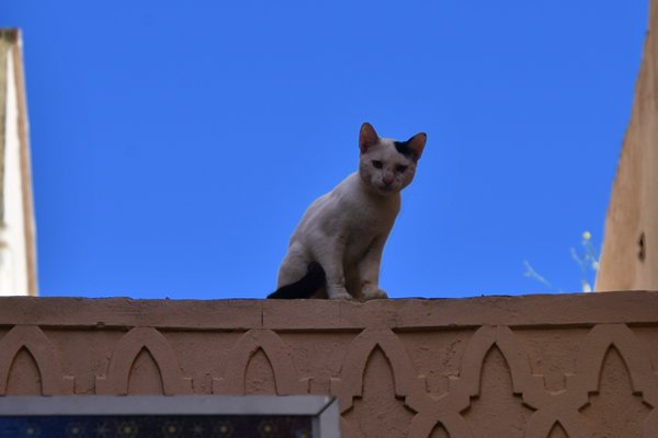 Kat op een hoge richel in Meknes, Marokko