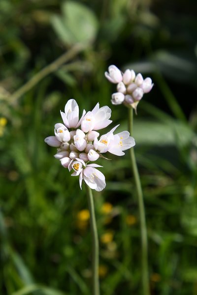 Allium spec. in Sefrou, Marokko