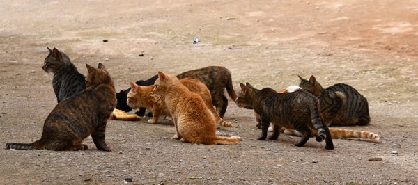 Groep van acht katten in Sefrou, Marokko