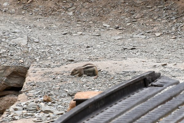 Babary ground squirrel in de omgeving van Mibladene, Marokko