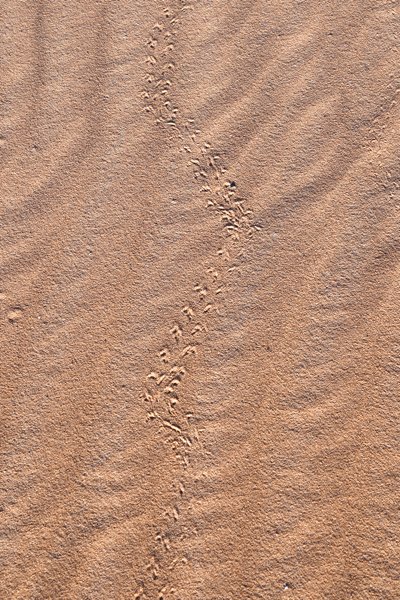 Dierensporen in de zandduinen bij Merzouga, Marokko