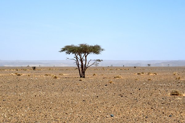 Steenwoesijn met enkele boom in de omgeving van Merzouga, Marokko