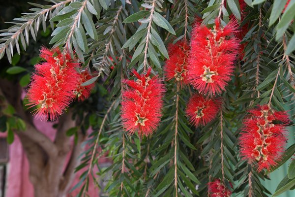 Melaleuta citrina (syn. Callistemon citrinus) in Erfoud, Marokko