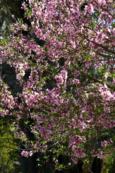 Perzik (Prunus persica) in Todrakloof, Marokko