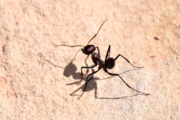 Sahara desert ant (Cataglyphus bicolor) in Tinghir, Marokko