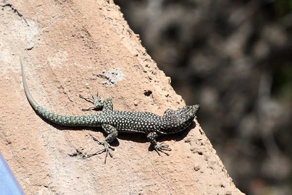 Moroccan rock lizard (Scelarcis perspicillata) in Imlil, Marokko