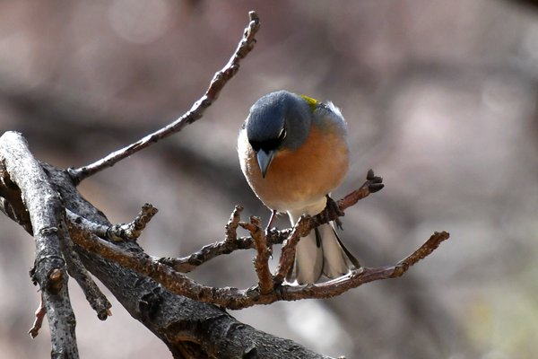 Afrikaanse vink in Imlil, Marokko