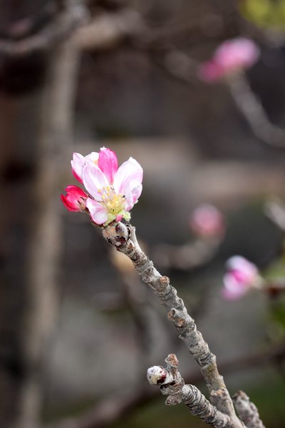 Appelbloesem in de omgeving van Imlil, Marokko