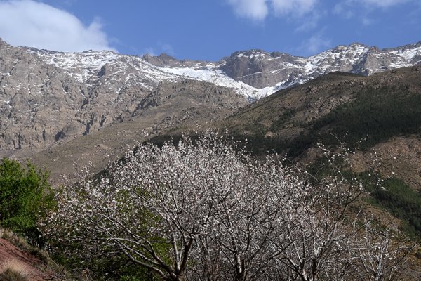 Bloesem en besneeuwde bergen in Imlil, Marokko