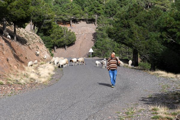 Schaapsherder op de weg bij Imlil, Marokko