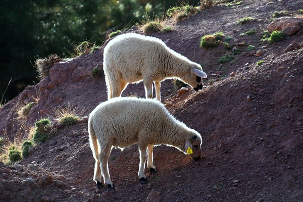 Schapen met tegenlicht in de omgeving van Imlil, Marokko