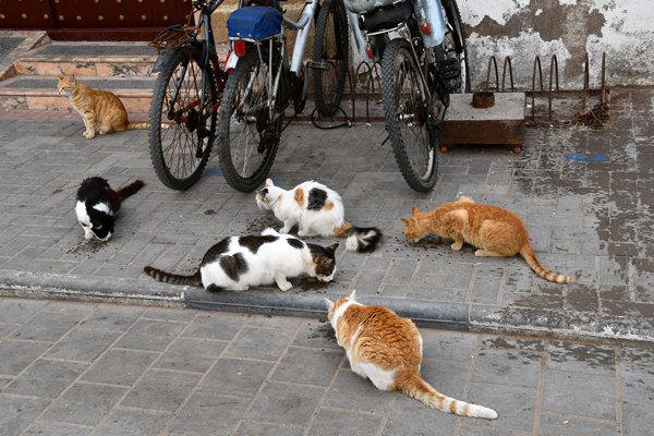 Katten worden gevoerd in Essaouira, Marokko