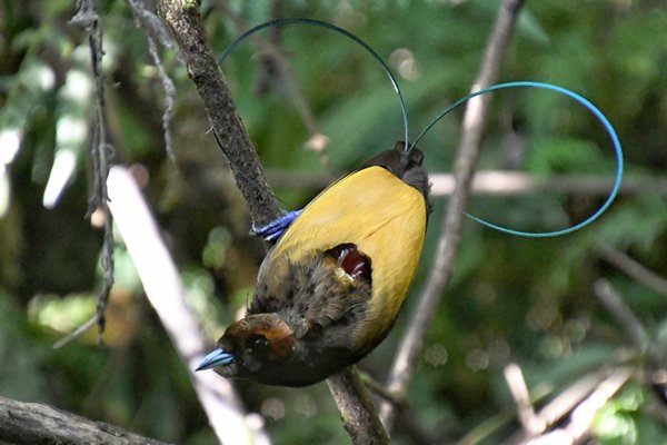 Magnificent Bird of Paradise bij Sioubri, Papoea