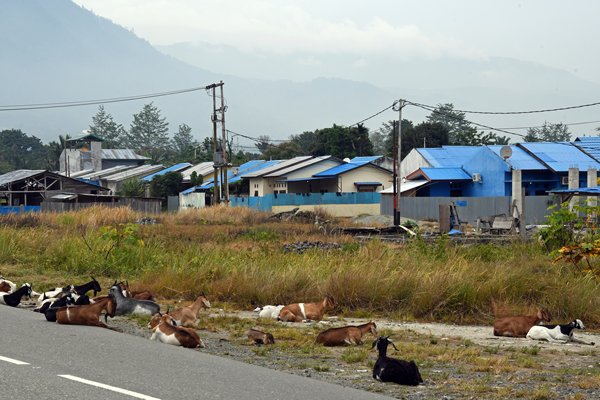 Woningen en geiten in de omgeving van Sentani, Papoea