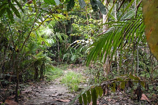 Junglepad bij Nimbokrang, Papoea