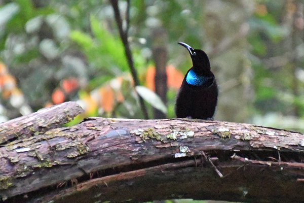 Magnificent Riflebird bij Nimbokrang, Papoea