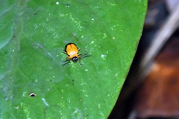 Chrysomelidae bij Sioubri, West Papoea