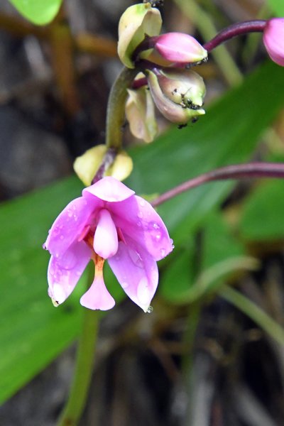 Orchidee bij Nimbokrang, Papoea