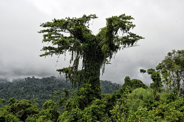 Jungle bij Nimbokrang, Papoea
