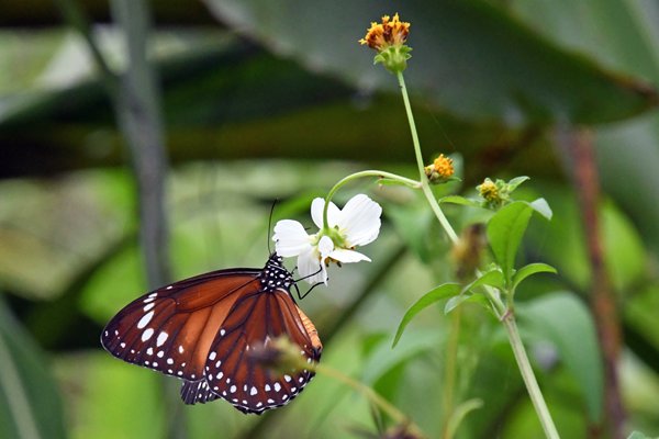 Nog niet geïdentificeerde vlinder bij Nimbokrang, Papoea