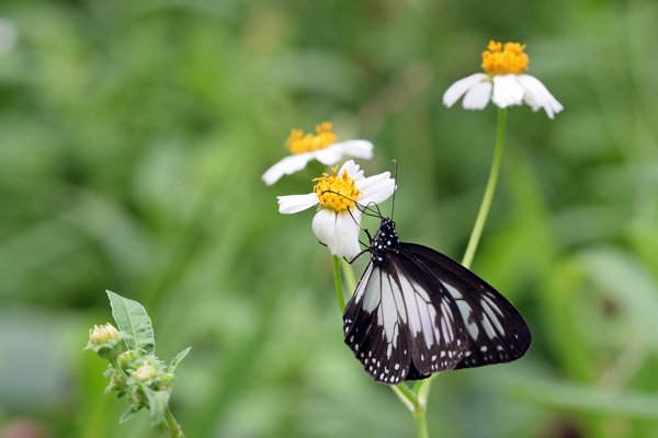 Nog niet geïdentificeerde vlinder bij Nimbokrang, Papoea