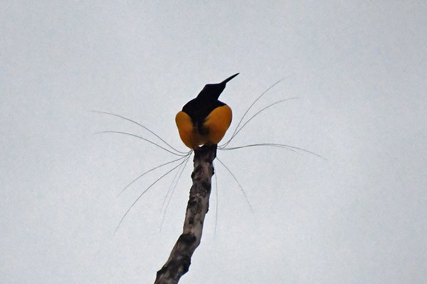 Twelve-wird Bird of Paradise (Twaalfdradige paradijshop) bij Nimbokrang, Papoea