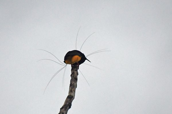 Twelve-wird Bird of Paradise (Twaalfdradige paradijshop) bij Nimbokrang, Papoea