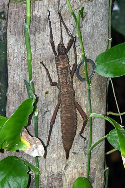 Eurycantha calcarata (New Guinea Spiny Stick Insect) bij Nimbokrang, Papoea