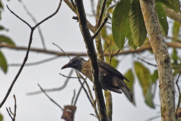 Vogel bij Nimbokrang, Papoea