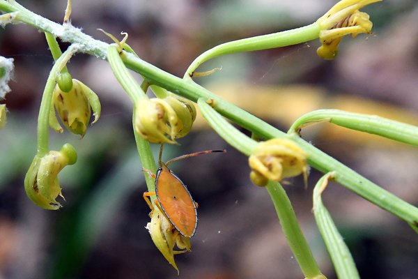 Geel-oranje wants op orchidee bij Nimbokrang, Papoea