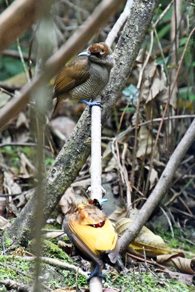 Paartje Magnificent Bird of Paradise bij Sioubri, Papoea