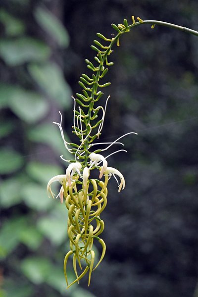 Sierlijke plant bij Sioubri, Papoea