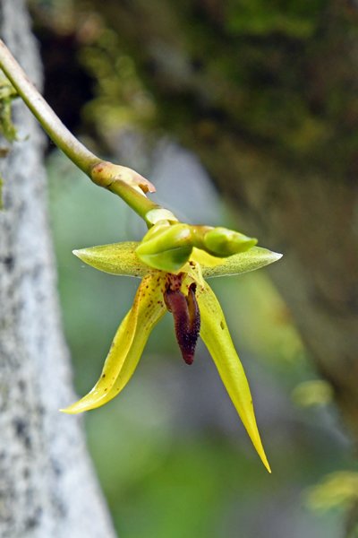 Orchidee bij Sioubri, Papoea