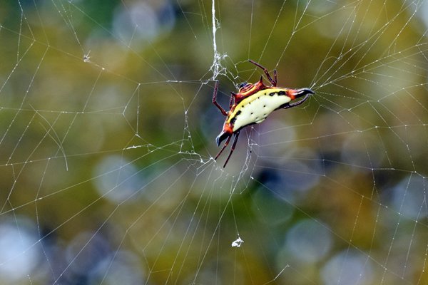 Spiny Orb Weaver Spider? bij Sioubri, Papoea