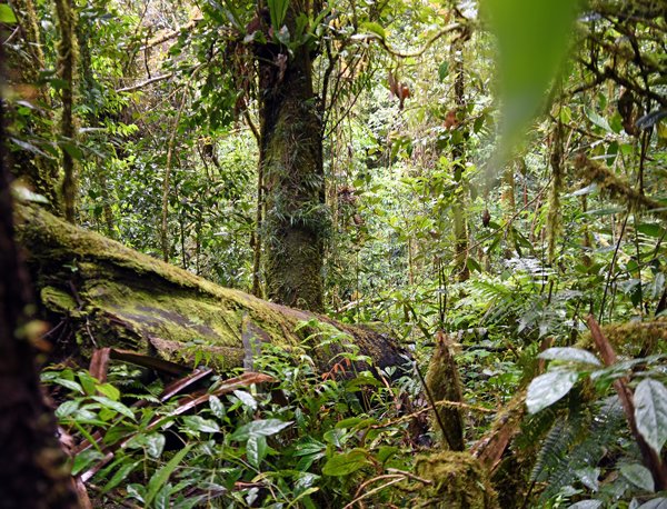Jungle in de omgeving van de hide van de Superb Bird of Paradise, Arfak Mountains Papoea