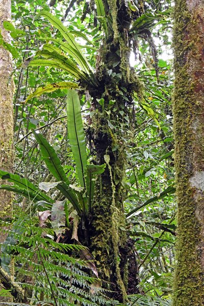 Jungle in de omgeving van de hide van de Superb Bird of Paradise, Arfak Mountains Papoea