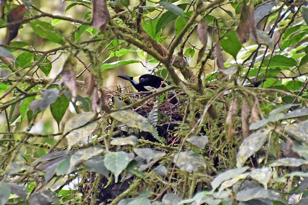 Long-tailed paradigalla (langstaartparadigalla) in de Arfak Mountains, Papoea
