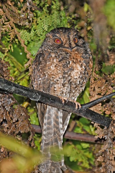 Mountain Owlet-nightjar (Bergdwergnachtzwaluw) in de Arfak Mountains, Papoea