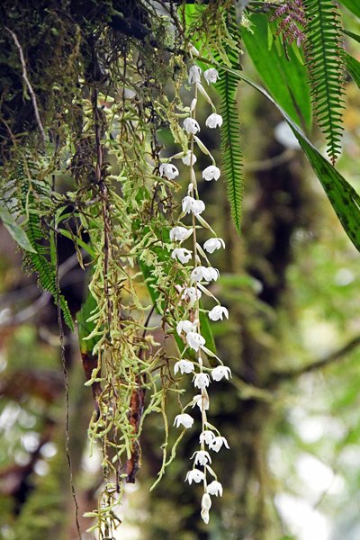 Orchidee in de Arfak Mountains, Papoea