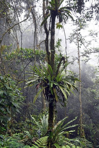 Nevelige jungle in de Arfak Mountains, Papoea
