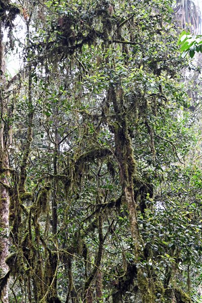 Bemoste jungle in de Arfak Mountains, Papoea