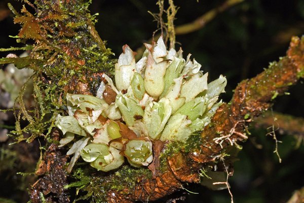 Flora in de Arfak Mountains, Papoea