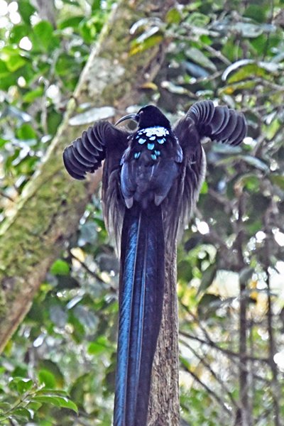 Black Sicklebill (zwarte sikkelsnavel) in de Arfak Mountains, Papoea