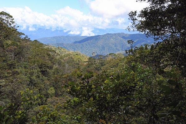 Uitzicht in de Arfak Mountains, Papoea