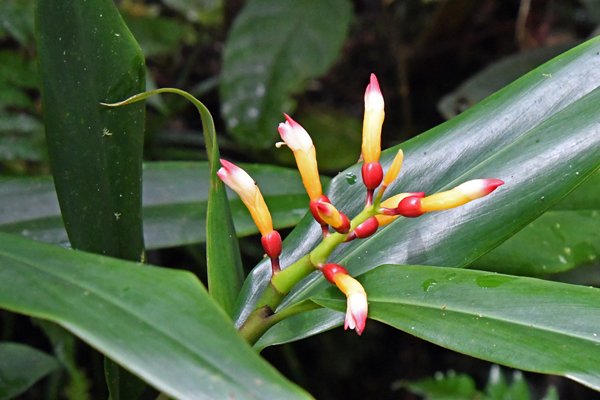 Bijzondere bloem in de Arfak Mountains, Papoea