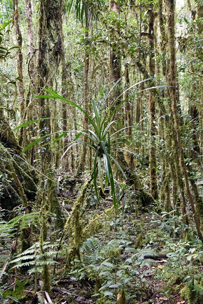 De jungle in de Arfak Mountains, Papoea